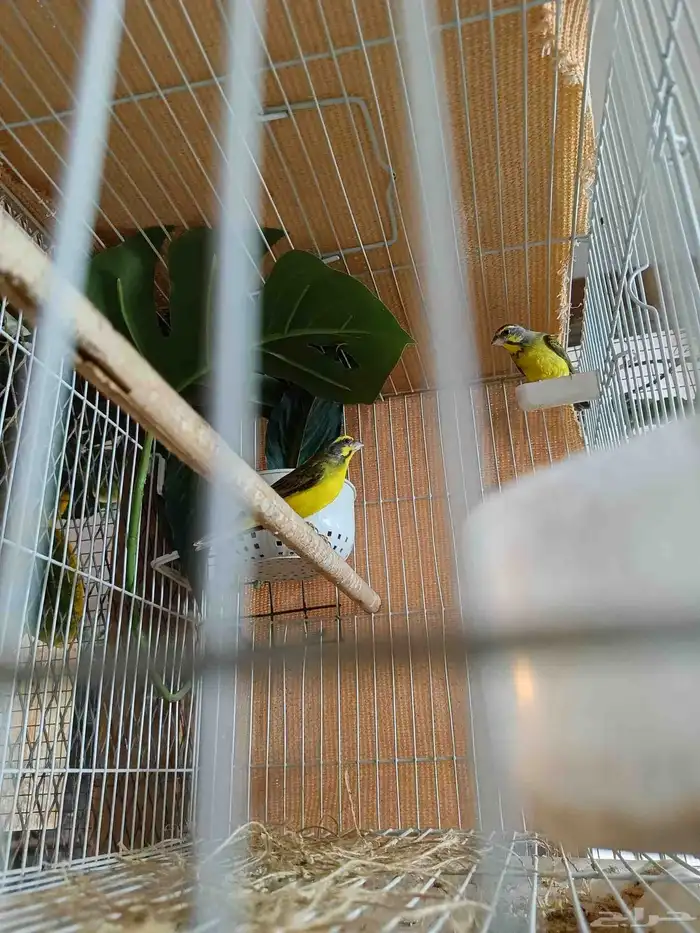 ياسمين موزنييقي 3