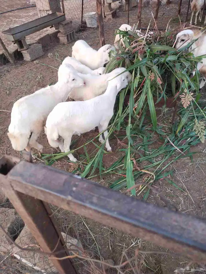 خرفان أضاحي 3