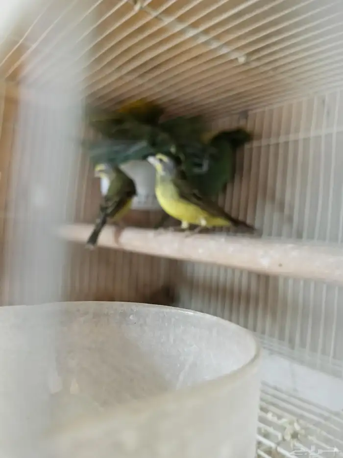 ياسمين موزنييقي 1