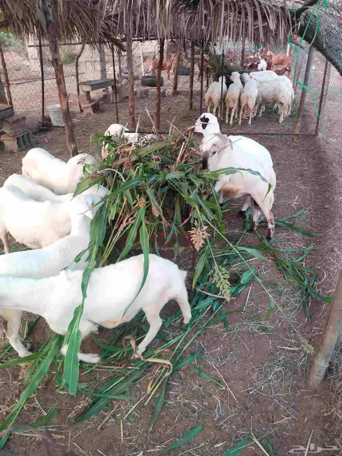 خرفان أضاحي 2