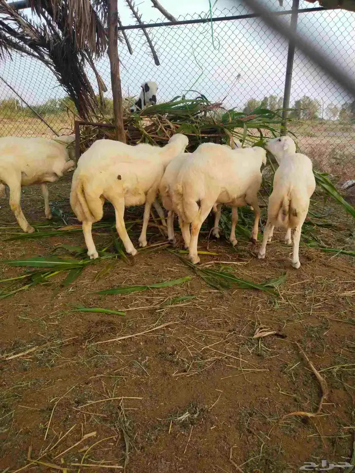 خرفان أضاحي 1