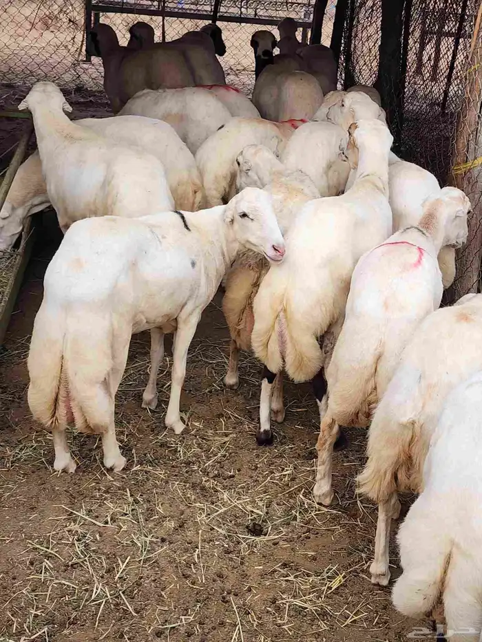 خرفان لبيع العدد 10 الموقع جيزان اسكان الحصمه 1