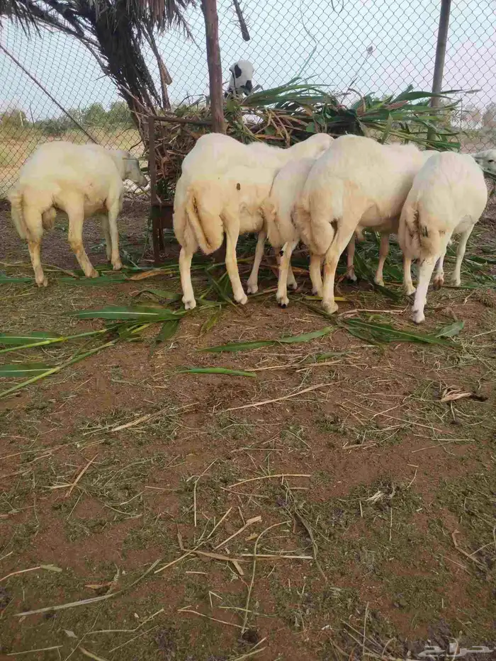 خرفان أضاحي 0