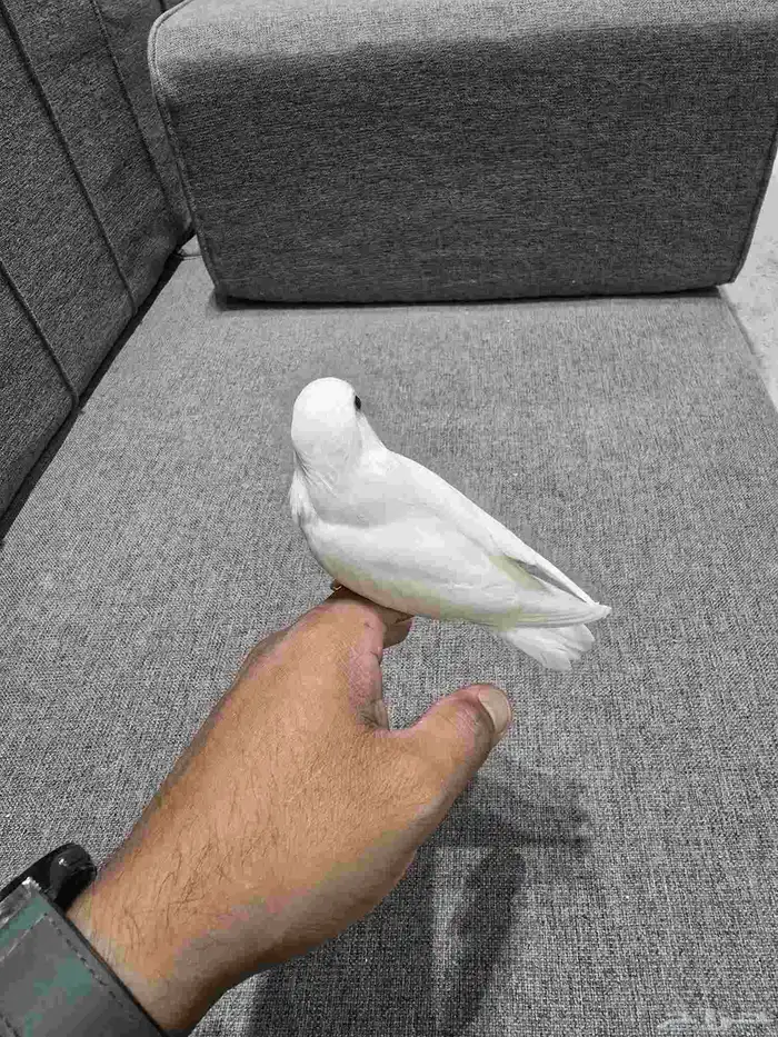 فرخ روز البينو تم البيع 2