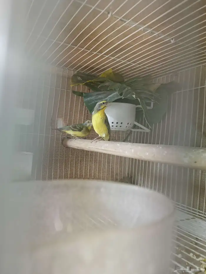 ياسمين موزنييقي 0