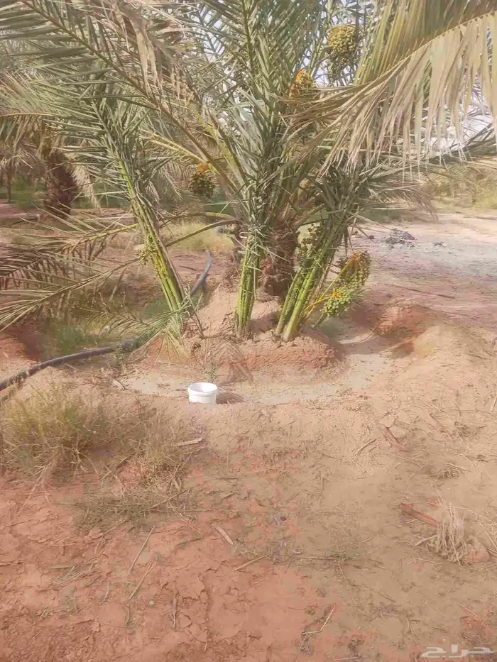 يوجد لدينا جميع انواع النخيل المثمرة وزينه 4