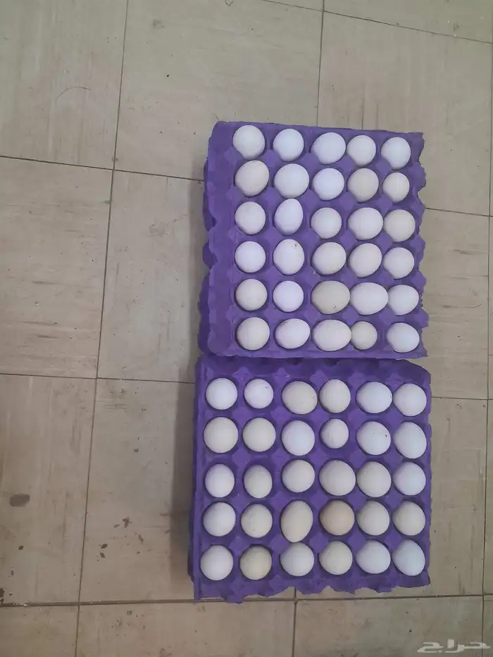 يوجد حليب ماعز مع التوصيل 2