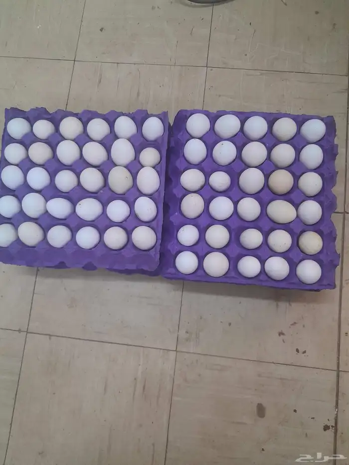 يوجد حليب ماعز مع التوصيل 3