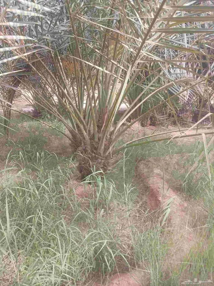يوجد لدينا جميع انواع النخيل المثمرة وزينه 5