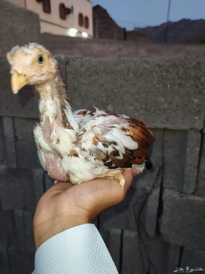 فروخ دجاج سندي للبيع 1