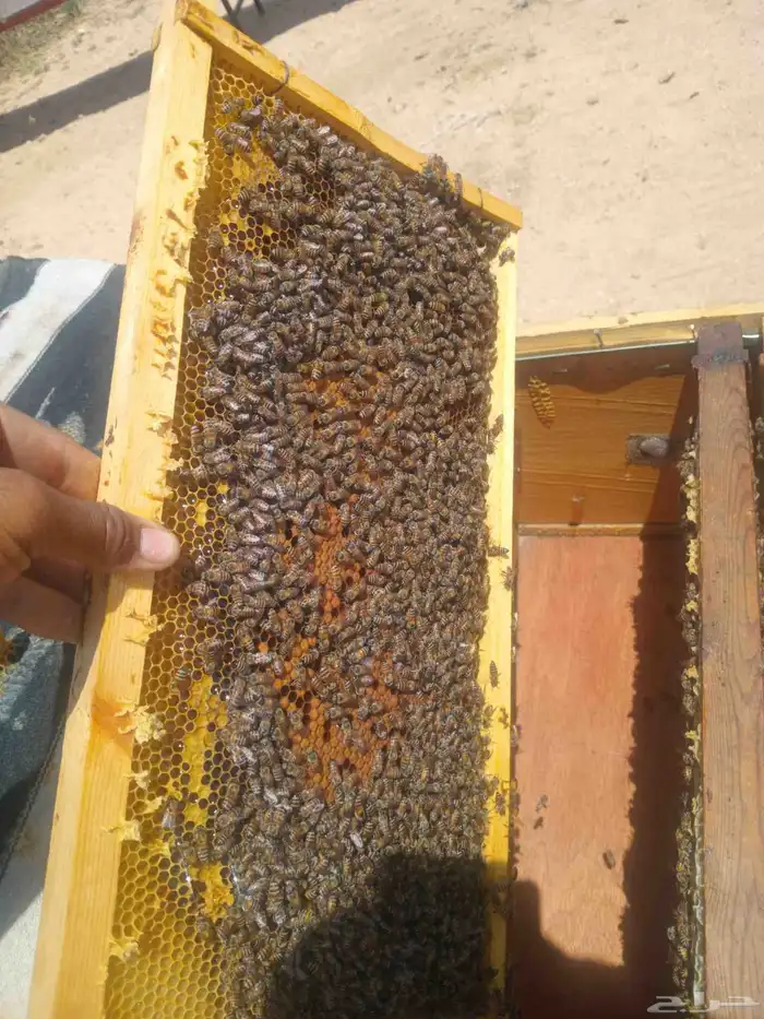 نحل بلدي خلايا افرنجي 2