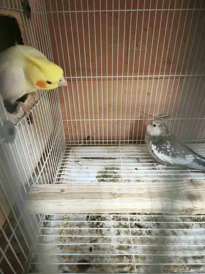 جوز كروان 2
