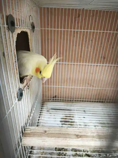 جوز كروان 3