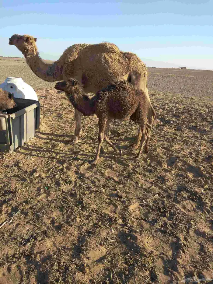 خلفه شعلا للبيع تحتها بكره 1