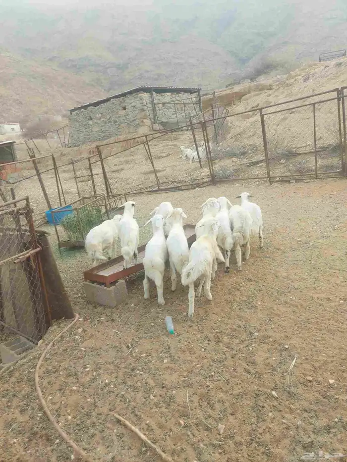 طليان حري تربية 1