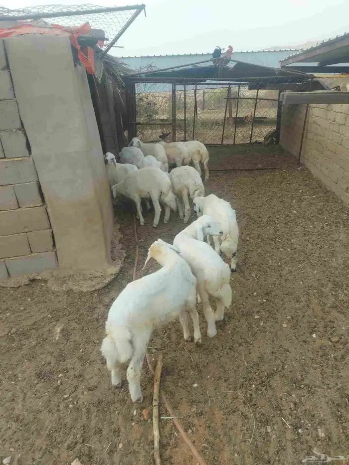 طليان حري تربية 0