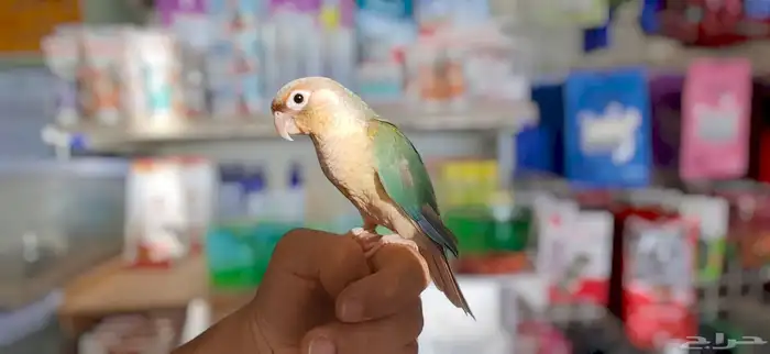 ببغاء كنيور تركواز صغير 1