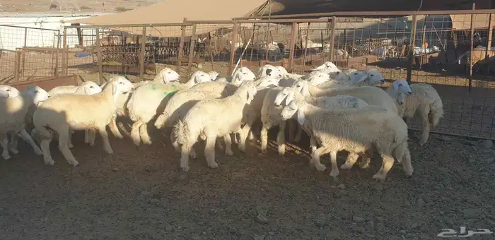 ذبايح حري سواكني طيبات مسلخ بالموقع شاهد تقييمات 17