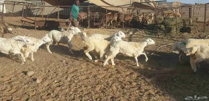 ذبايح حري سواكني طيبات مسلخ بالموقع شاهد تقييمات 16