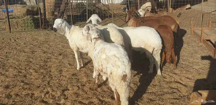 ذبايح حري سواكني تيوس زواج عقيقه صدقه مناسبه شاهد تقييمات 12