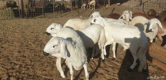 ذبايح حري سواكني تيوس زواج عقيقه صدقه مناسبه شاهد تقييمات 13