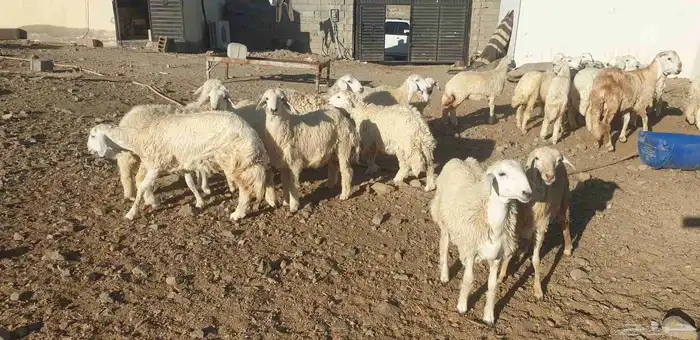 ذبايح حري سواكني طيبات مسلخ بالموقع شاهد تقييمات 14