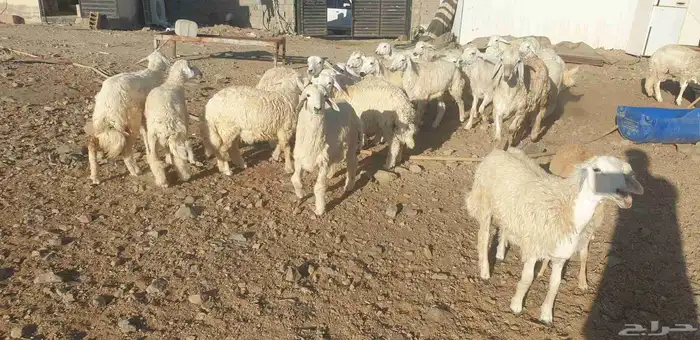 ذبايح حري سواكني زواجات مناسبات صدقات عقيقه شاهد تقييمات 21