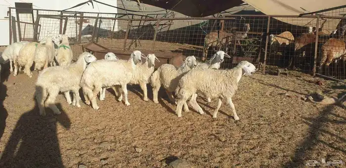 ذبايح حري سواكني طيبات مسلخ بالموقع شاهد تقييمات 11