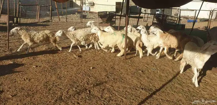 ذبايح حري سواكني تيوس زواجات عقيقه شاهد التقييمات 16