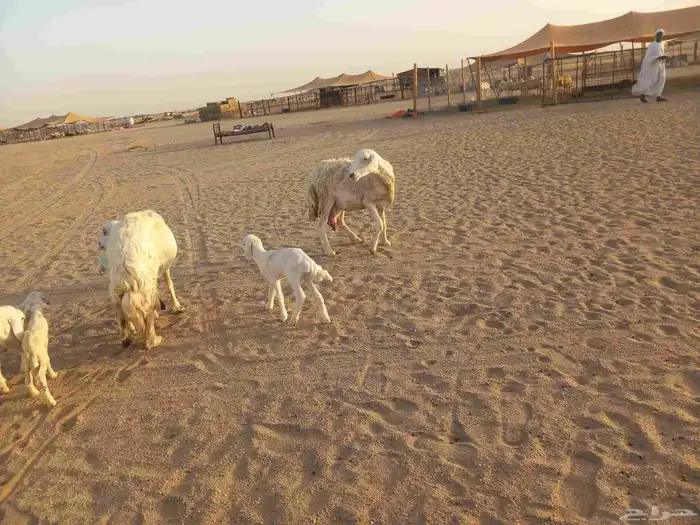 خلفات حريات حرش ثلاثة تحتها أربعة 4