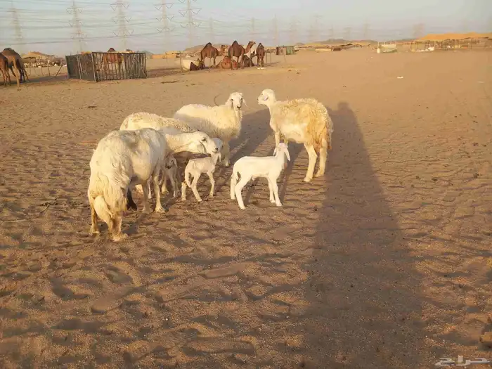 خلفات حريات حرش ثلاثة تحتها أربعة 2