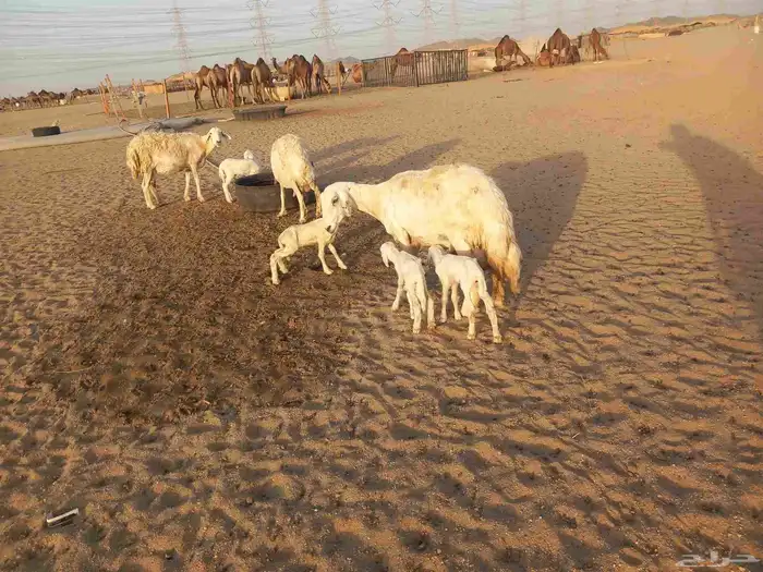 خلفات حريات حرش ثلاثة تحتها أربعة 6