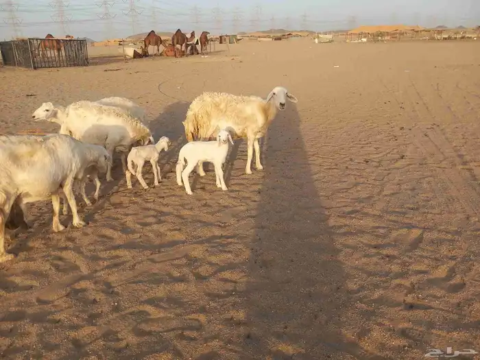 خلفات حريات حرش ثلاثة تحتها أربعة 1