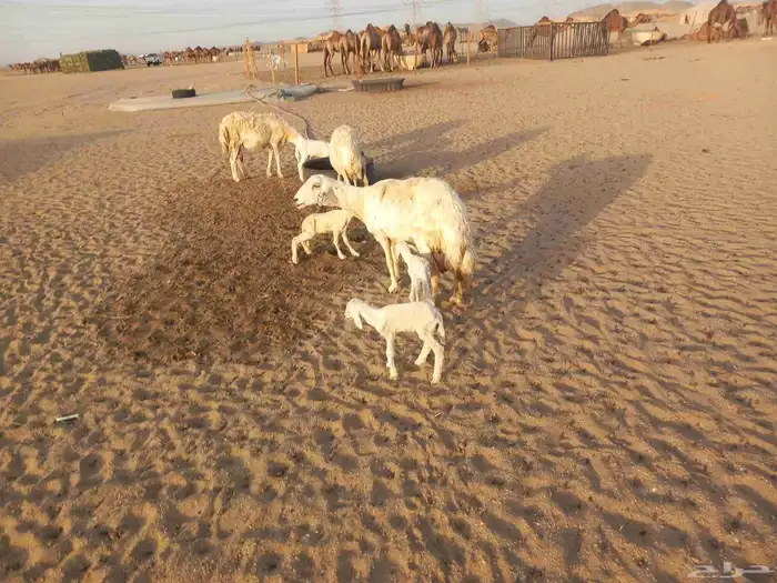 خلفات حريات حرش ثلاثة تحتها أربعة 5