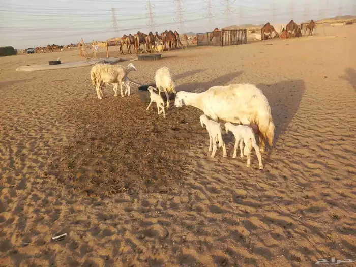 خلفات حريات حرش ثلاثة تحتها أربعة 0