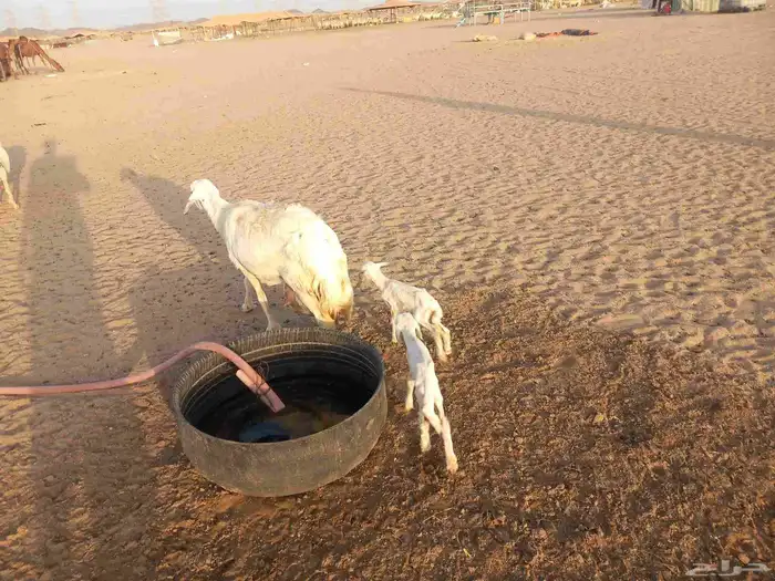 خلفات حريات حرش ثلاثة تحتها أربعة 3