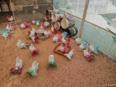 حمام رقاصي عشه واحده طيبات 6