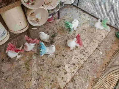 حمام رقاصي عشه واحده طيبات 4
