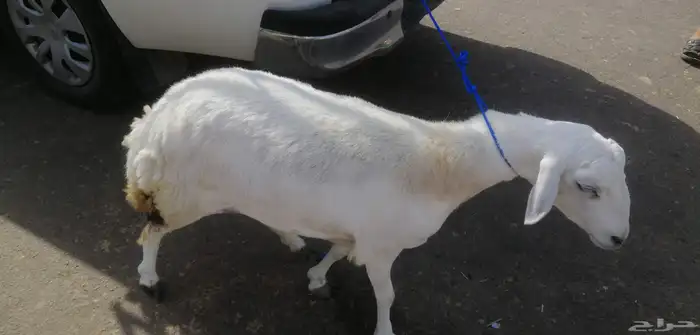 رخلة ثنية للبيع المستعجل لأعلى سوم 1