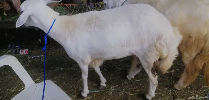 رخلة ثنية للبيع المستعجل لأعلى سوم 0