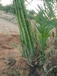 فسايل نخيل مثمرة جميع الانواع والكميات 2