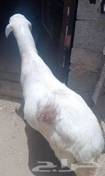 اضاحي 3