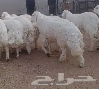 اضاحي 2