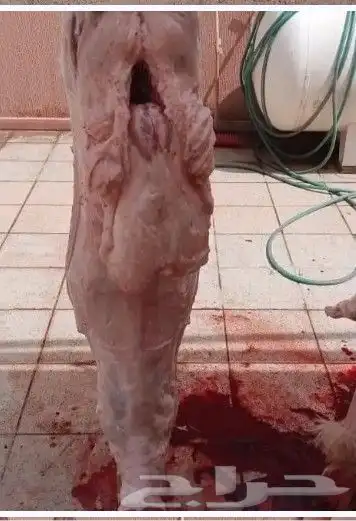قصاب العيد كل عام وانتم طيبين 0