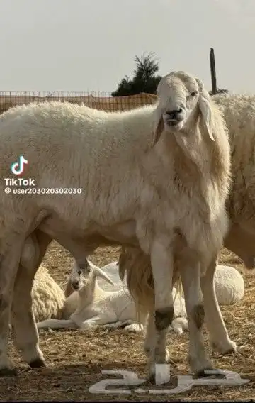 جزار مصري لذبح الاضحى وكل عام وانتم بخير 1