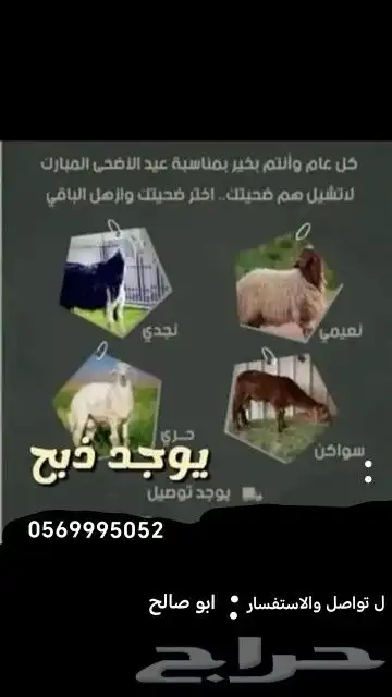 يوجد اضاحي 0