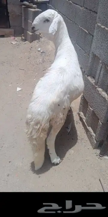 اضاحي 4