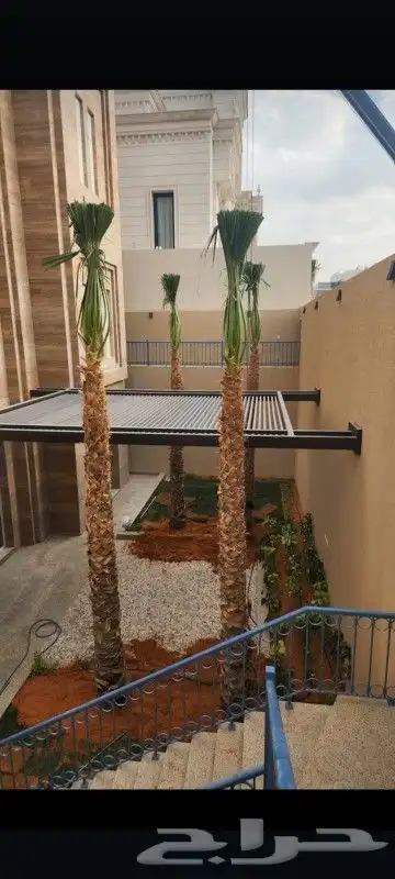 نخيل عربي واشنطني 0
