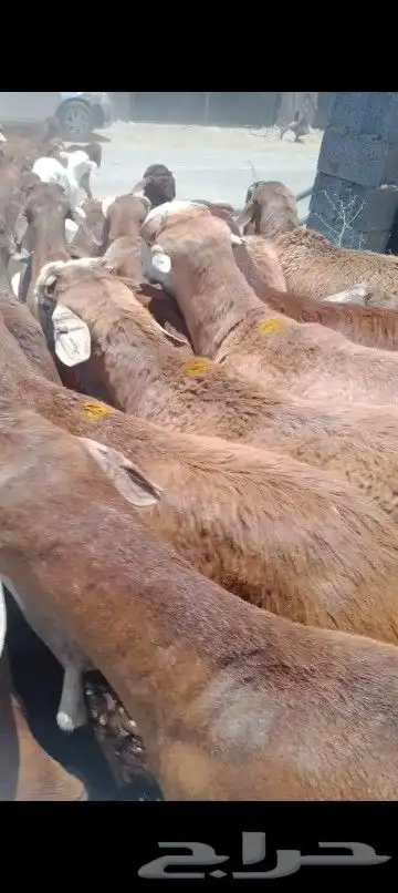 اضاحي 5