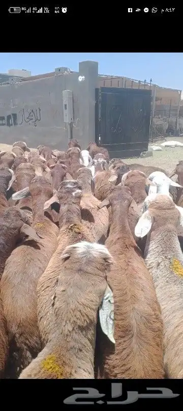 اضاحي 6